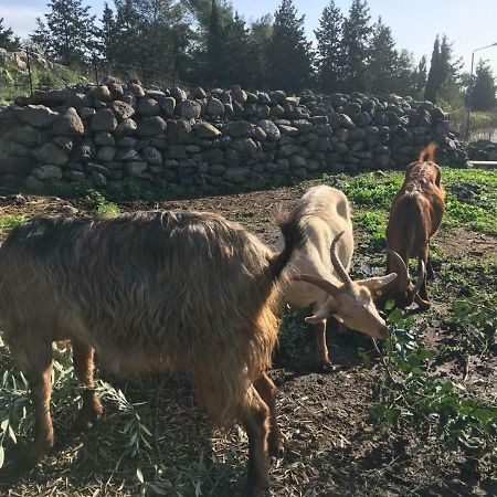 Natura-Eco Farm Ngoại thất bức ảnh
