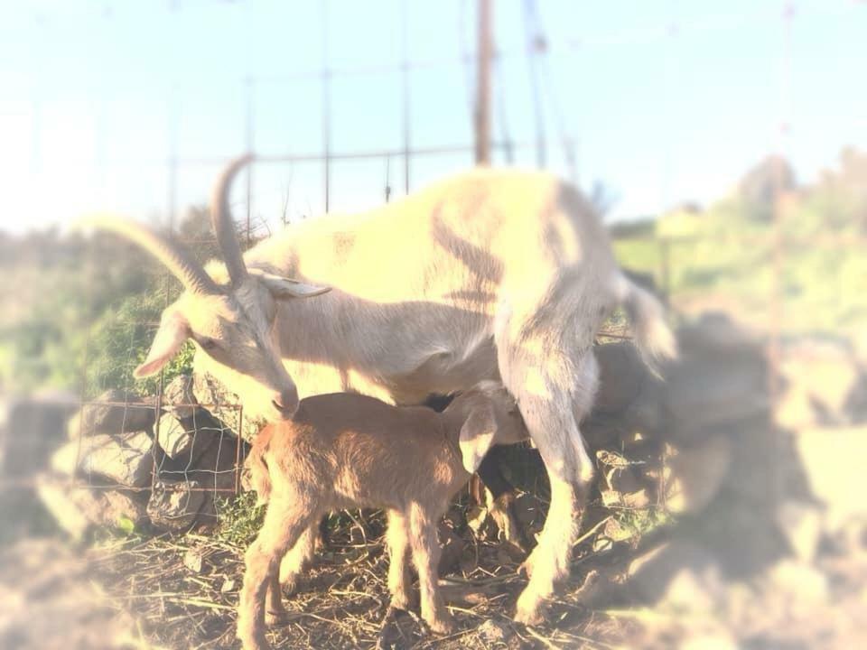 Natura-Eco Farm Ngoại thất bức ảnh