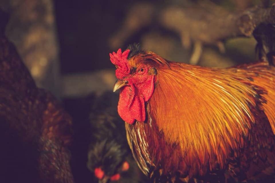 Natura-Eco Farm Ngoại thất bức ảnh