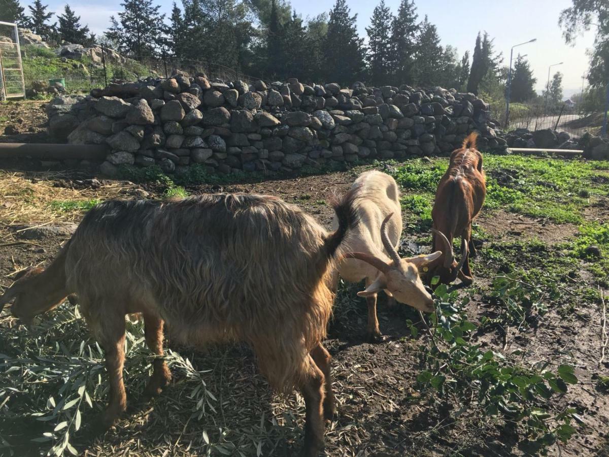 Natura-Eco Farm Ngoại thất bức ảnh